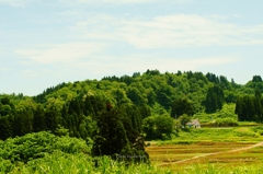 のどかな風景