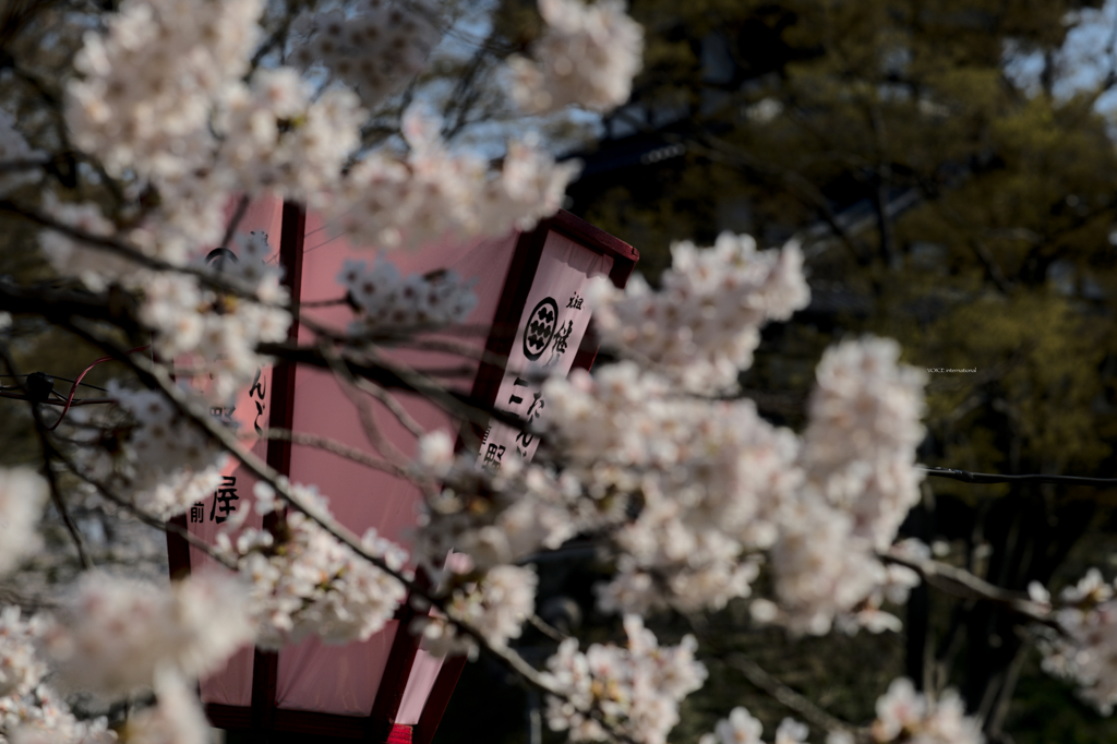 雪国に桜咲く...