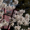 雪国に桜咲く...