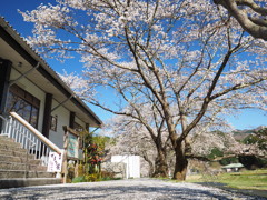 美甘宿場桜その3