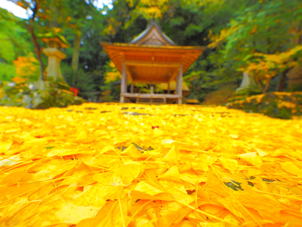 Yellow carpet