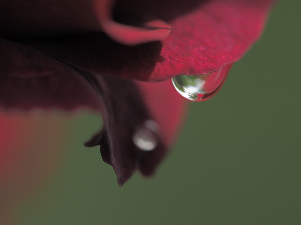深紅の涙