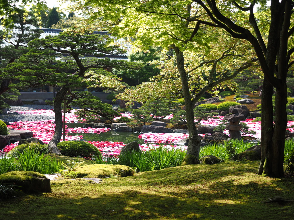 由志園‐牡丹園遊会その1
