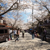 新庄村‐がいせん桜その１