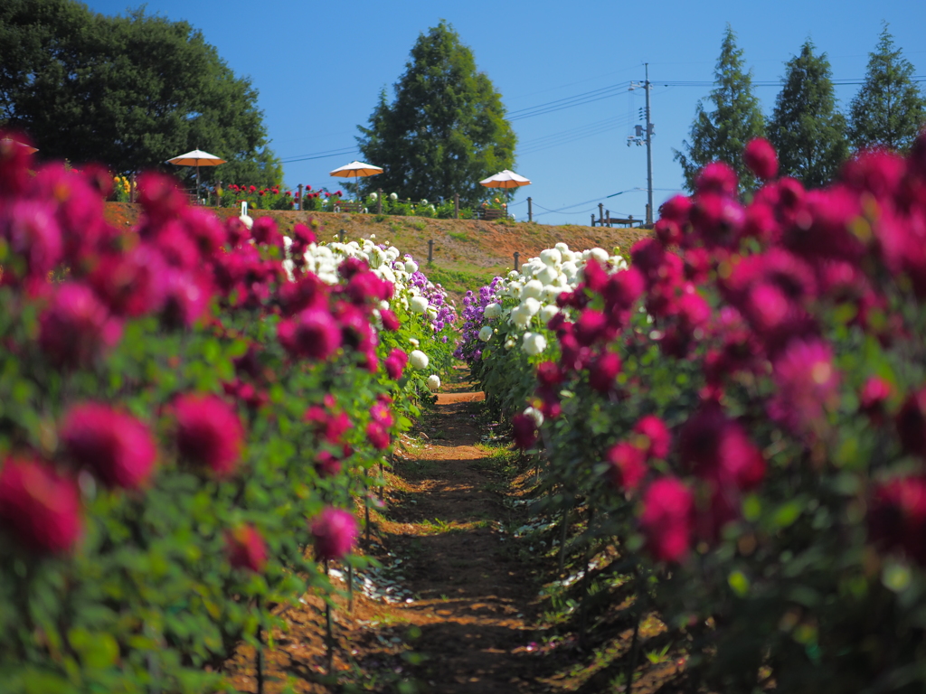 flower road