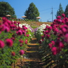 flower road