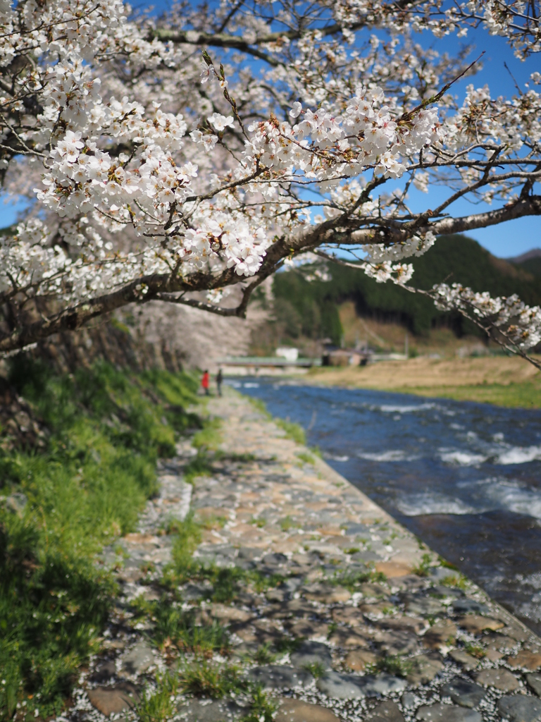 美甘宿場桜その4