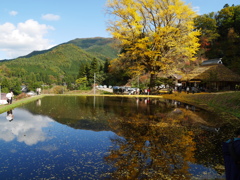 田んぼに映るその姿