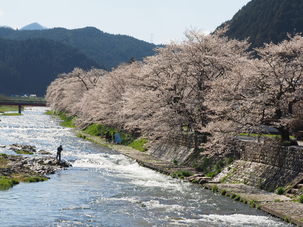 美甘宿場桜その１