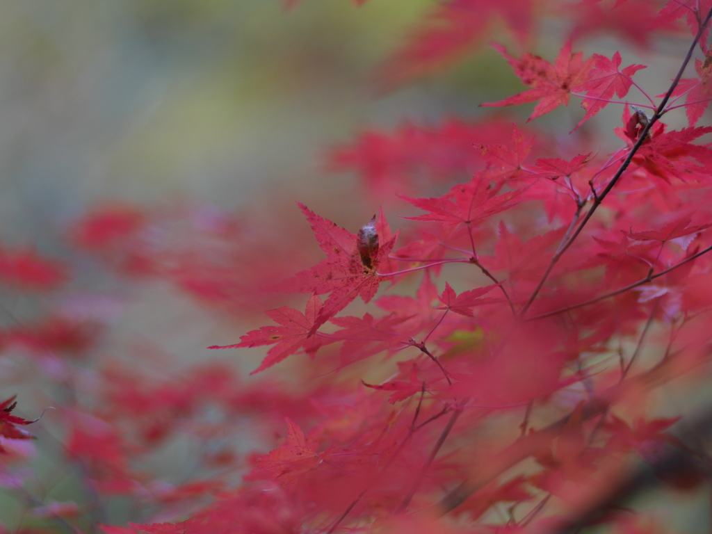 寒々しい紅