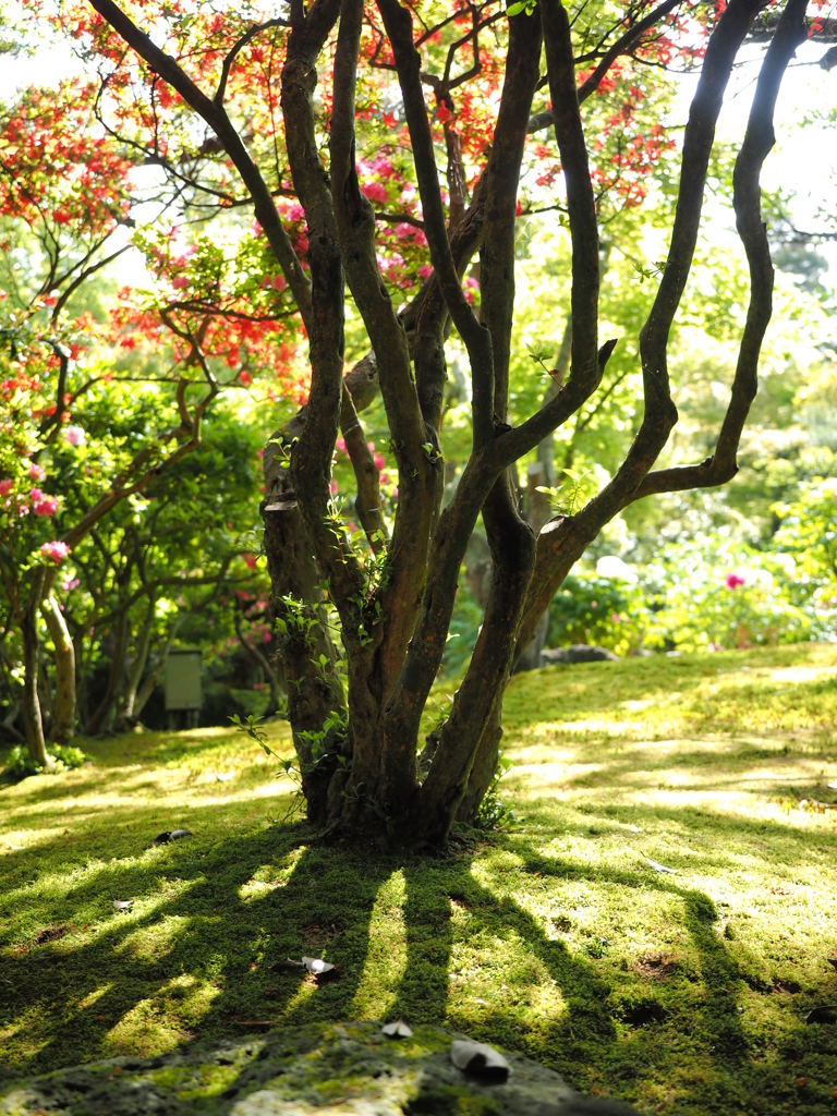 由志園‐牡丹園遊会その6