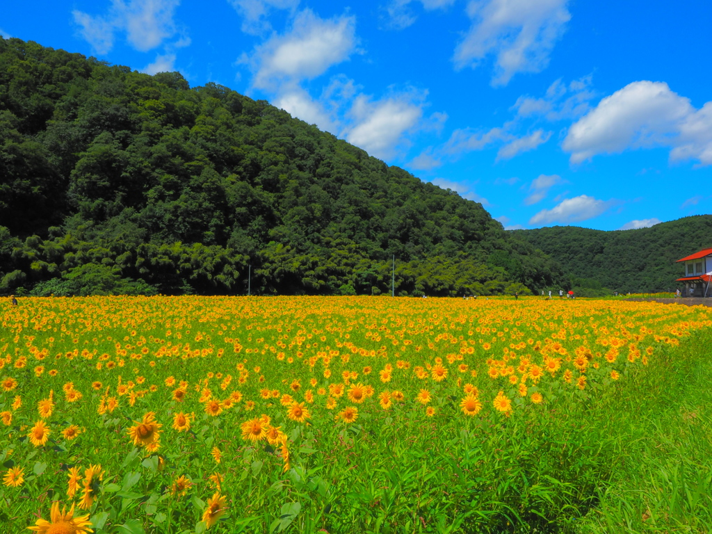 夏休み