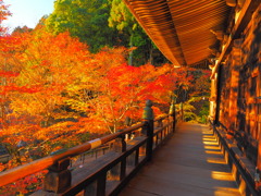 染まる紅葉、染める夕日