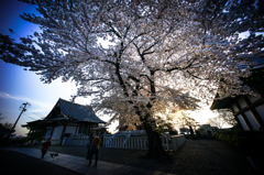 桜景色
