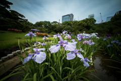 菖蒲