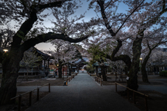 祐天寺の桜