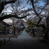 祐天寺の桜