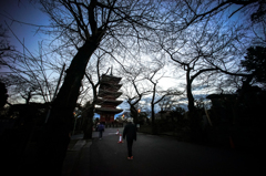 元旦早朝散歩