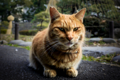 ネコ