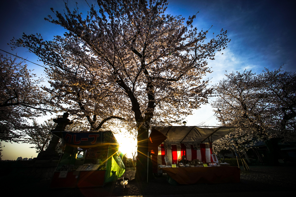 露店と桜