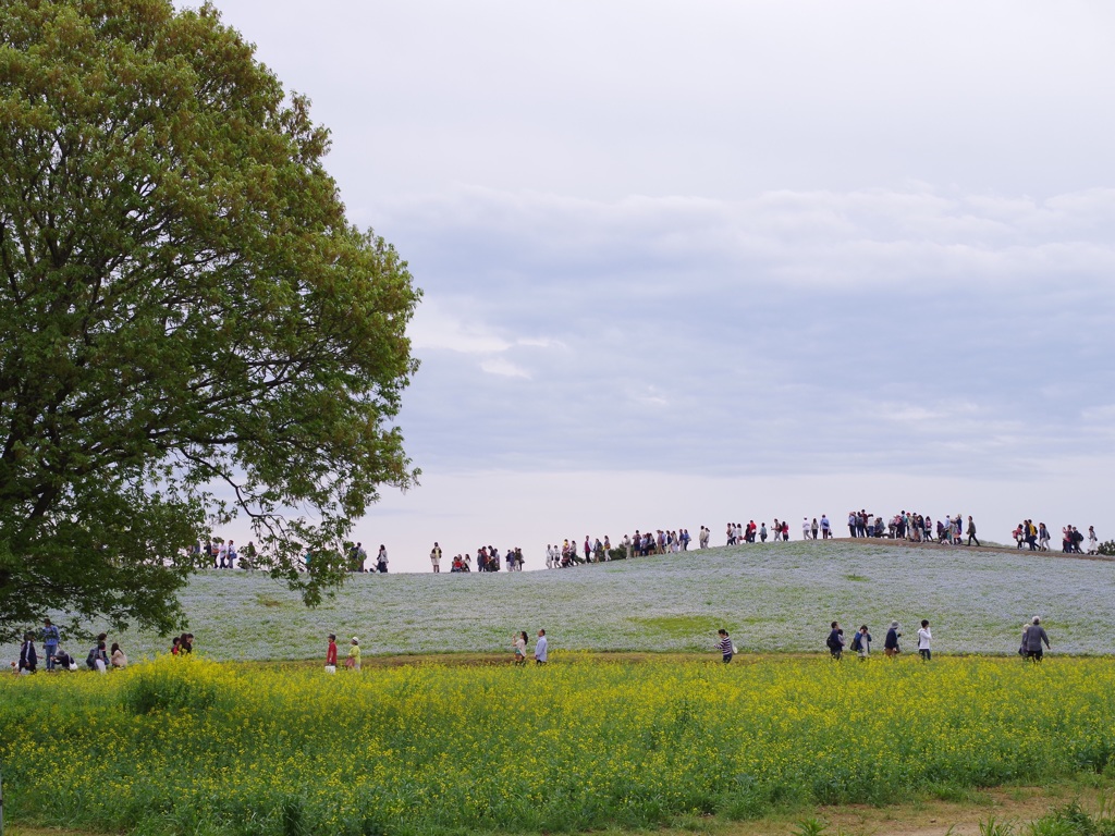 ひたちなか海浜公園