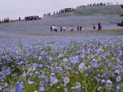ひたちなか海浜公園 2