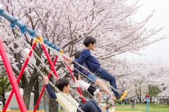桜舞う公園
