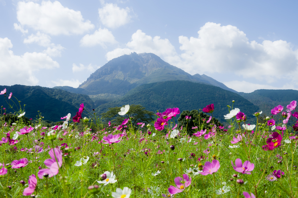 雲仙普賢岳とコスモス