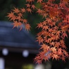 平林寺2014