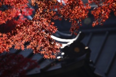 平林寺2014