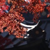 平林寺2014