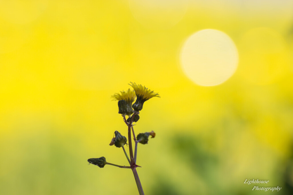 菜の花畑でお月見