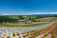 花のある風景～美瑛