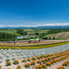 花のある風景～美瑛