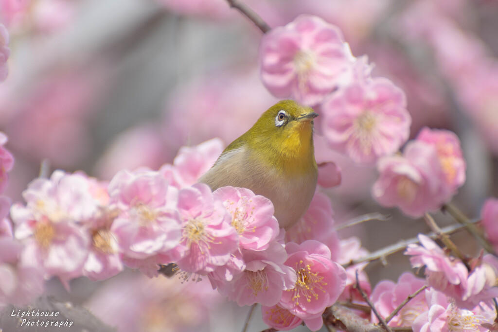 春色につつまれて