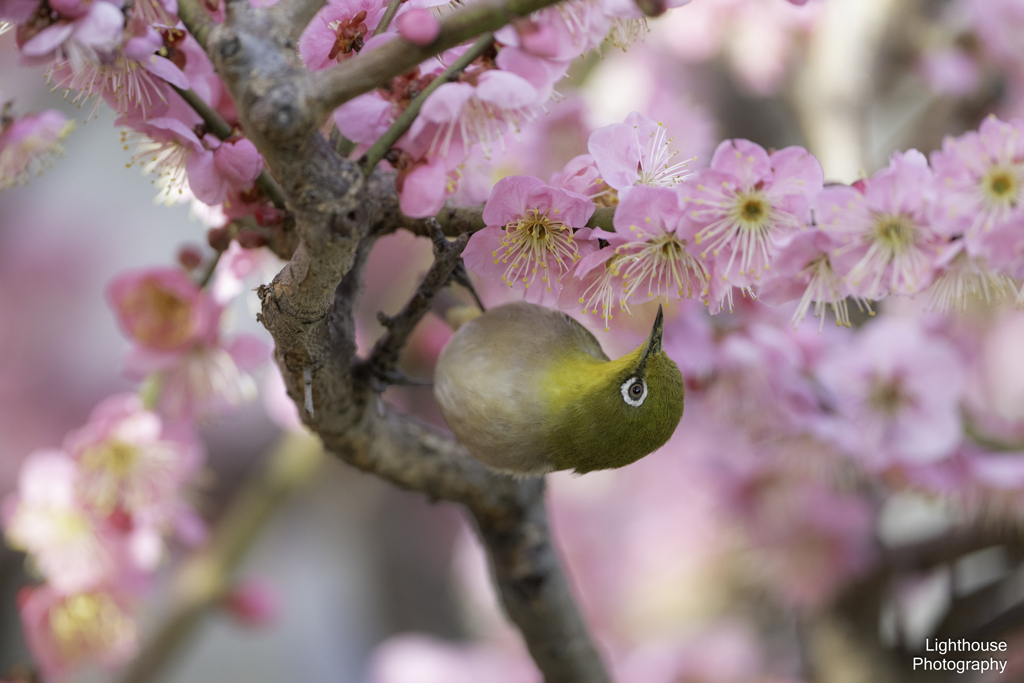 春夢中