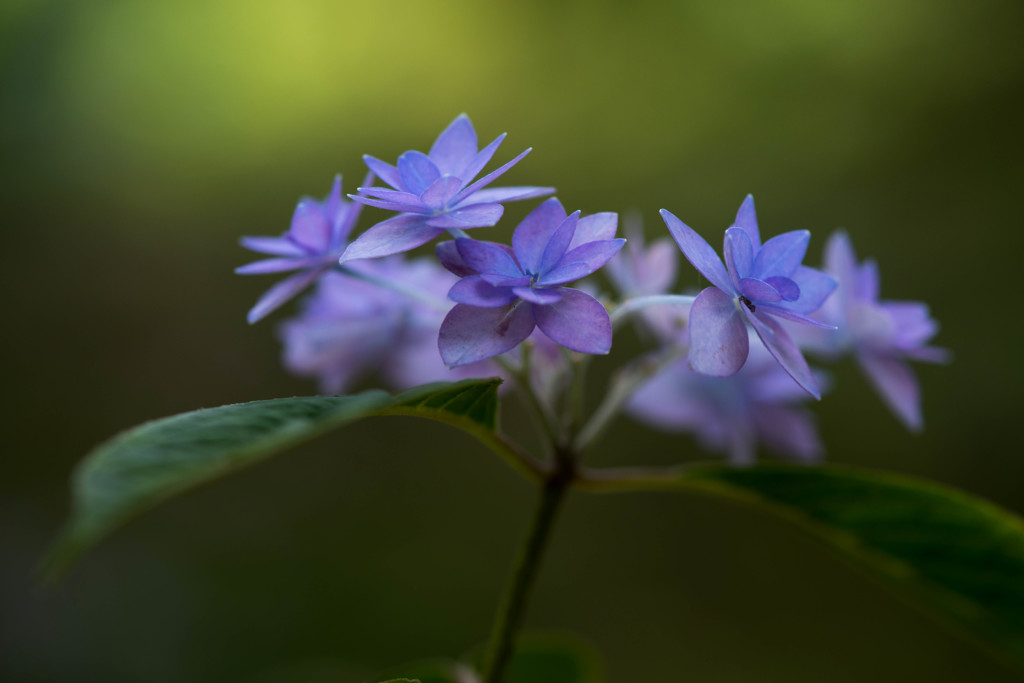 シーボルトの紫陽花
