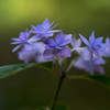 シーボルトの紫陽花