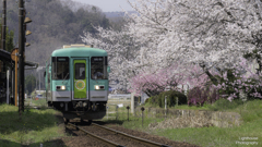 春の北条鉄道