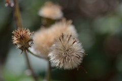 花のあと