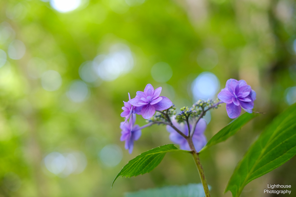 六月の花