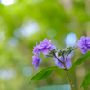 六月の花
