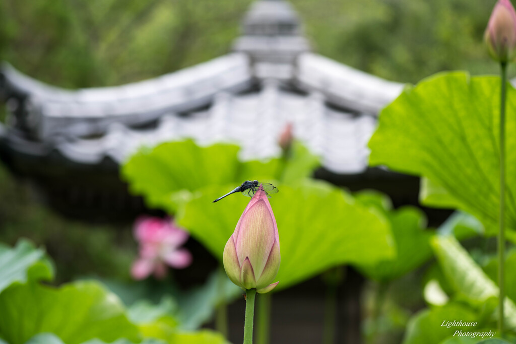 一休み一休み