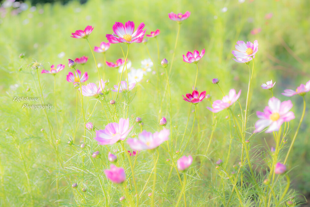秋桜