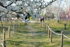 花桃の路