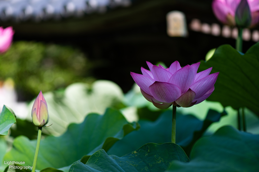 泥土の華