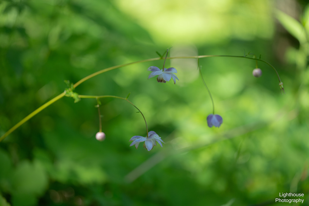 花提灯