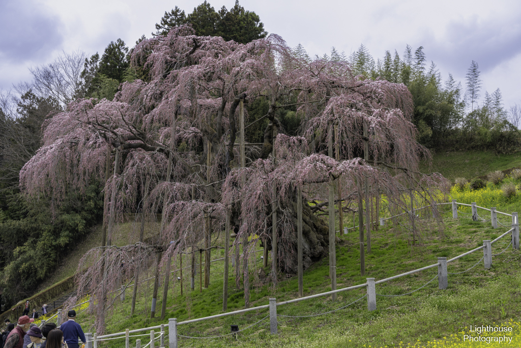 三春の滝桜