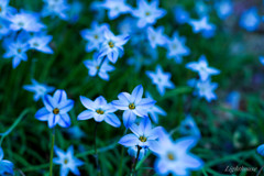 Star　