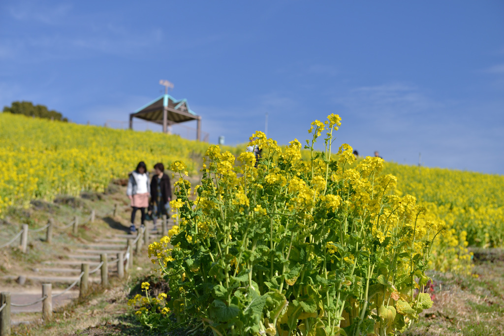 菜の花の丘